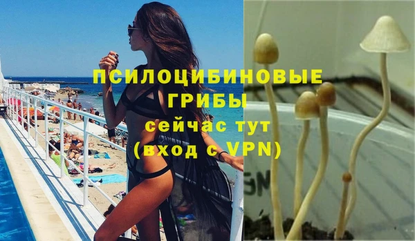 стаф Аркадак